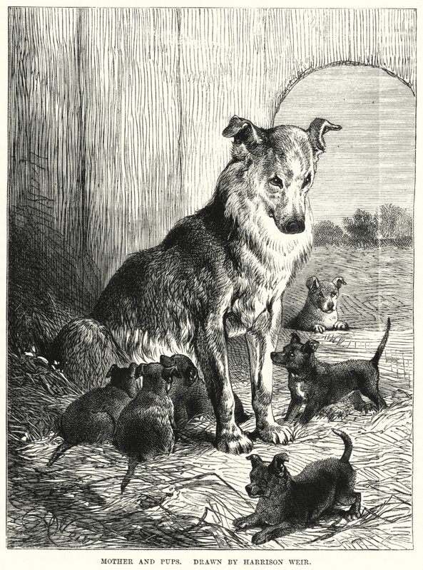 Mãe e Filhotes (gravura) de Harrison William Weir