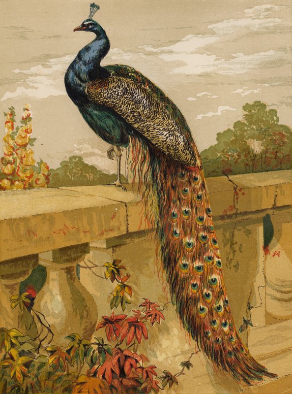 Pavão (chromolitho) de Harrison William Weir