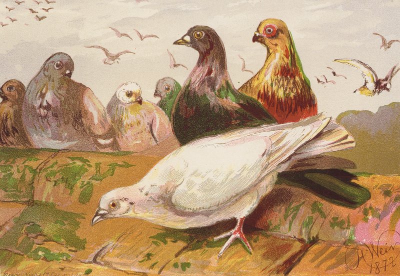 Pombos (litografia a cores) de Harrison William Weir