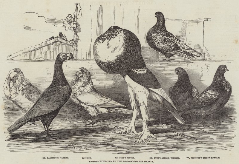Pombos exibidos pela Sociedade Philoperisteron de Harrison William Weir
