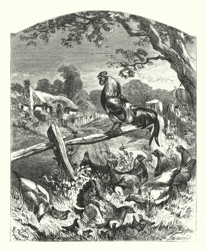 Elogio da vida no campo de Harrison William Weir