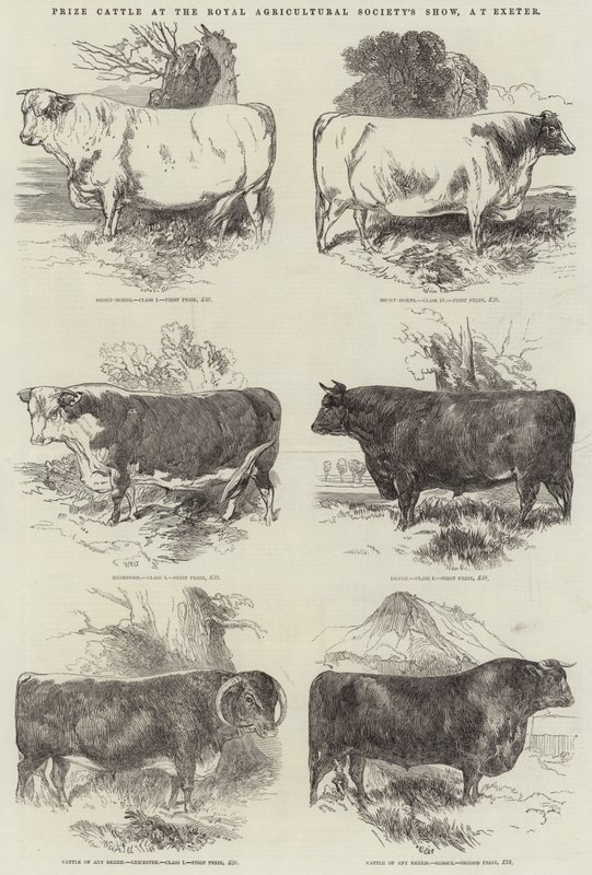 Prêmio Gado no Royal Society Society Show, em Exeter de Harrison William Weir