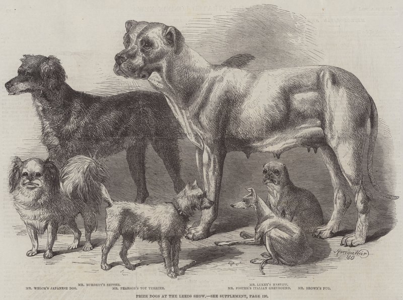 Prize Dogs no Leeds Show de Harrison William Weir