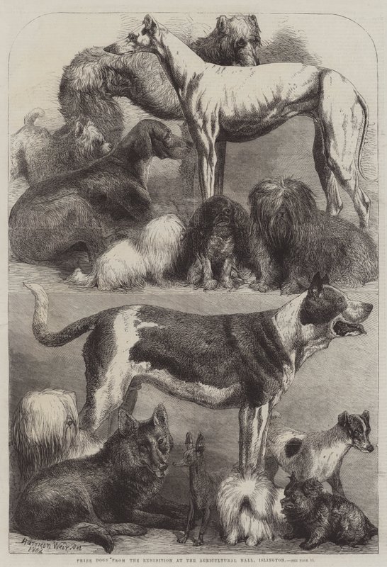 Cães premiados da Exposição no Agricultural Hall, Islington de Harrison William Weir