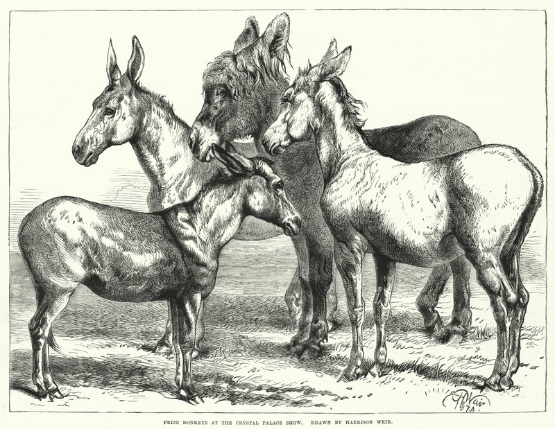 Prémios Burros no Crystal Palace Show de Harrison William Weir