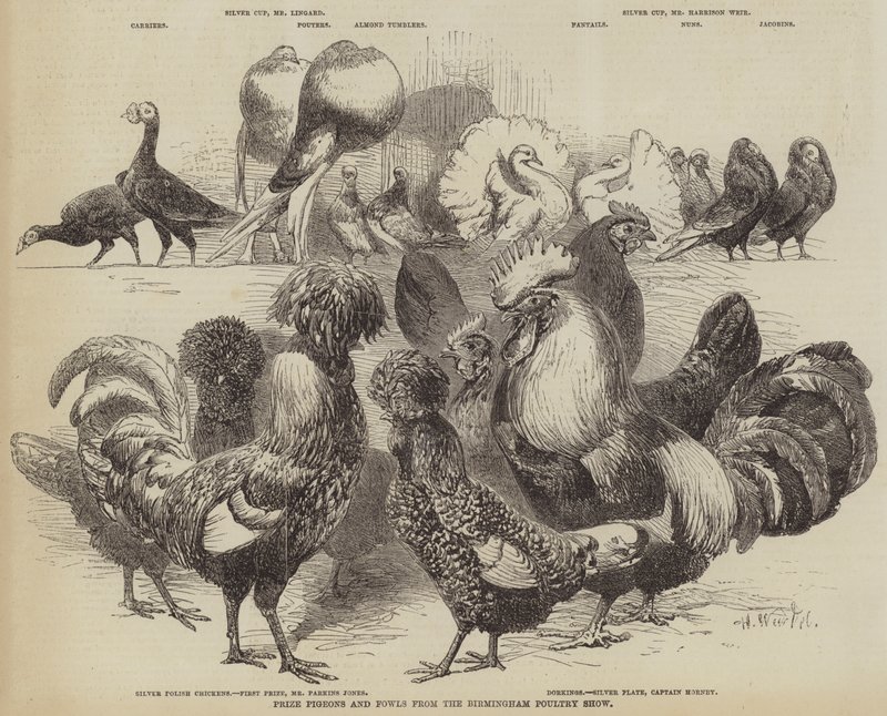Prémio pombos e galinhas do Birmingham Poultry Show de Harrison William Weir