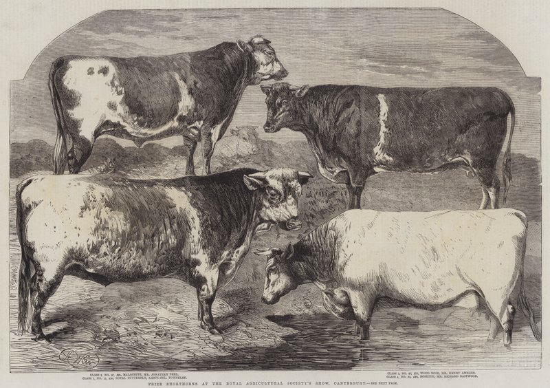 Prêmio Shorthorns no show da Royal Agricultural Society, Canterbury de Harrison William Weir