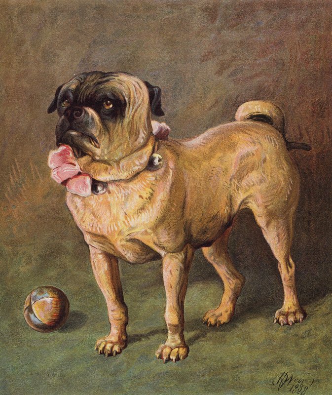 Puggy, o animal de estimação (litografia a cores) de Harrison William Weir
