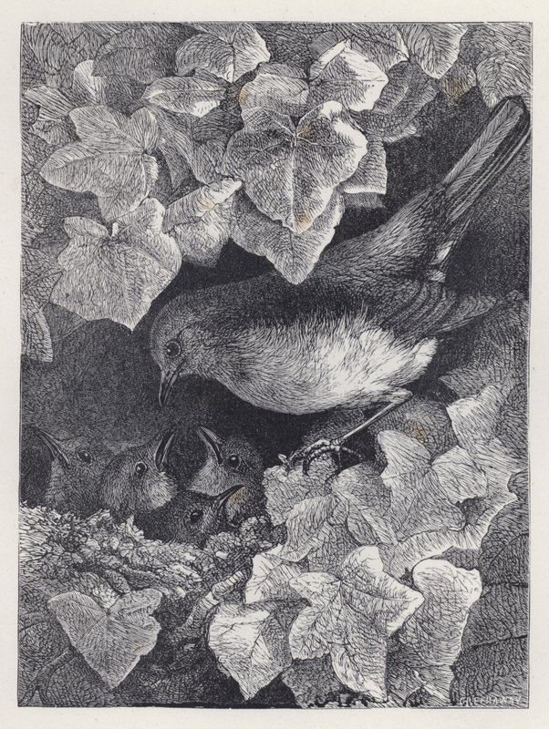 Robin Palestrado por Seu Pai (gravura) de Harrison William Weir