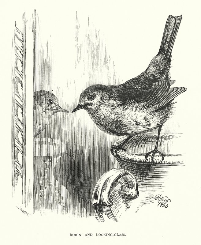 Robin e espelho (gravura) de Harrison William Weir