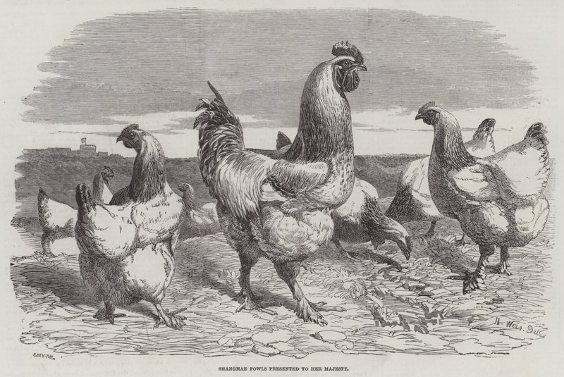 Aves de Shanghae apresentadas a Sua Majestade de Harrison William Weir