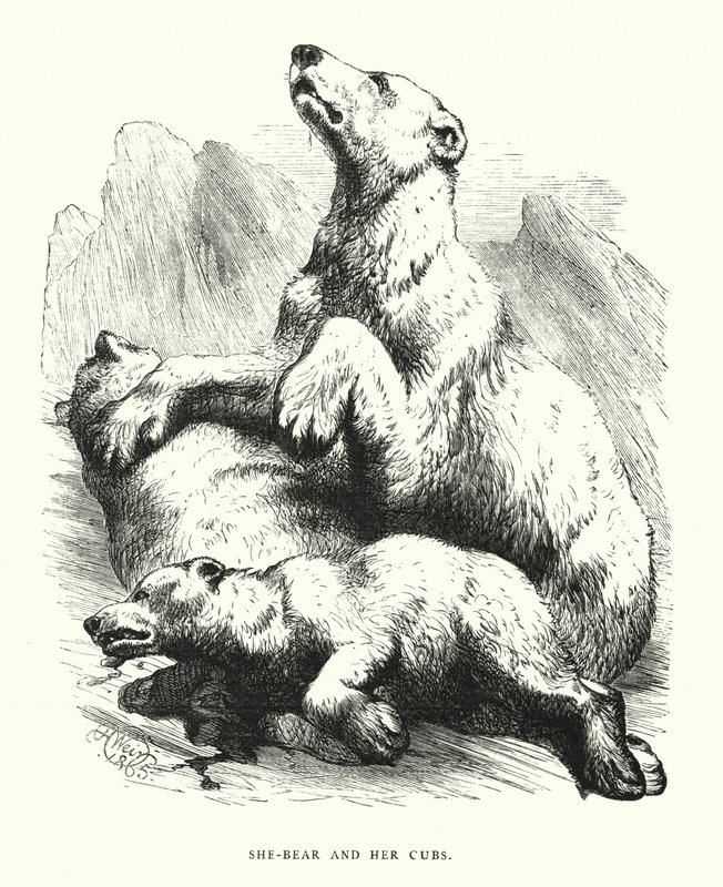 Ela-urso e seus filhotes (gravura) de Harrison William Weir