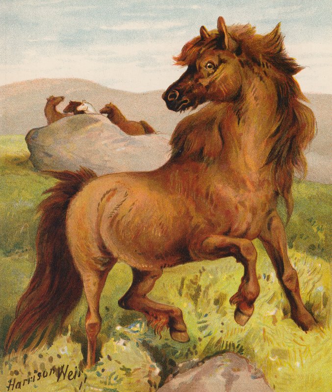 Póneis de Shetland (litografia a cores) de Harrison William Weir