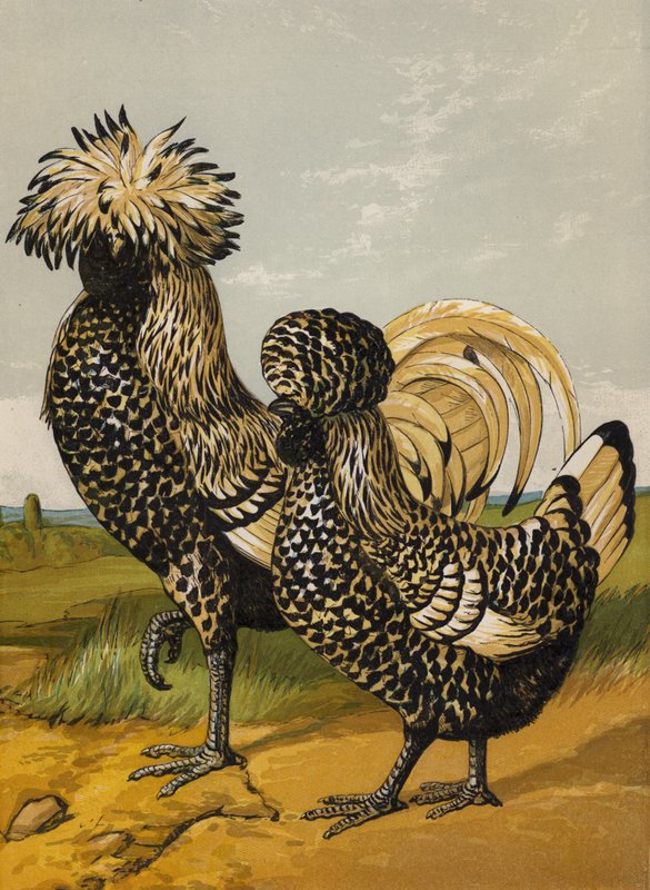 Polidor de prata (chromolitho) de Harrison William Weir