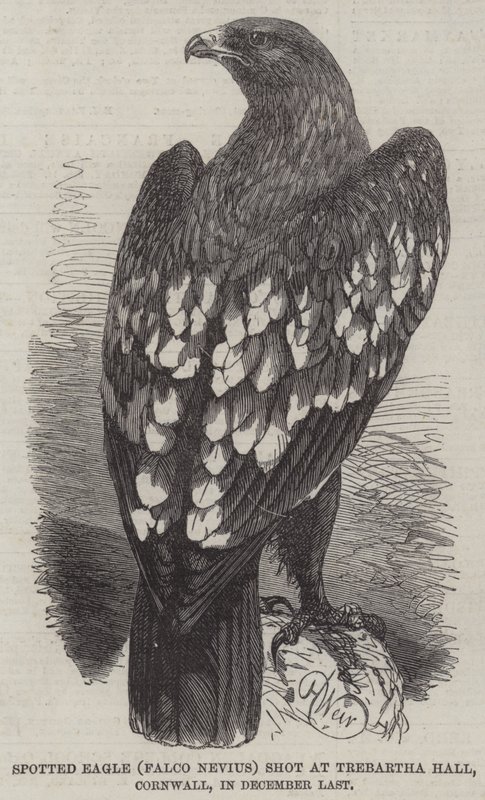 Águia manchada, (Falco, Nevius), tiro, em, Trebartha, corredor, cornwall, em, dezembro passado de Harrison William Weir