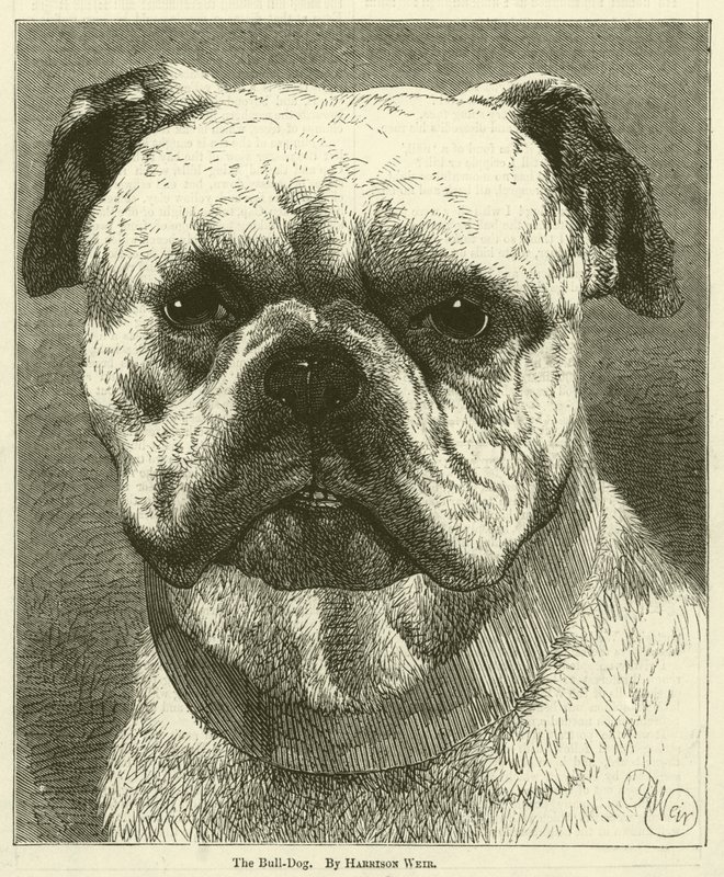 O cão-Bull de Harrison William Weir