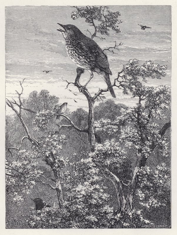 O Concerto das Aves (gravura) de Harrison William Weir
