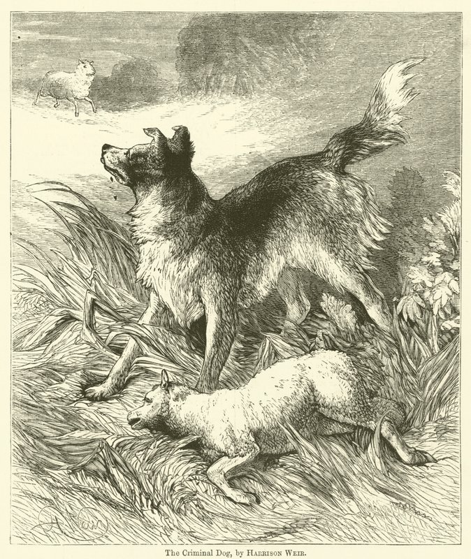 O cão criminoso de Harrison William Weir