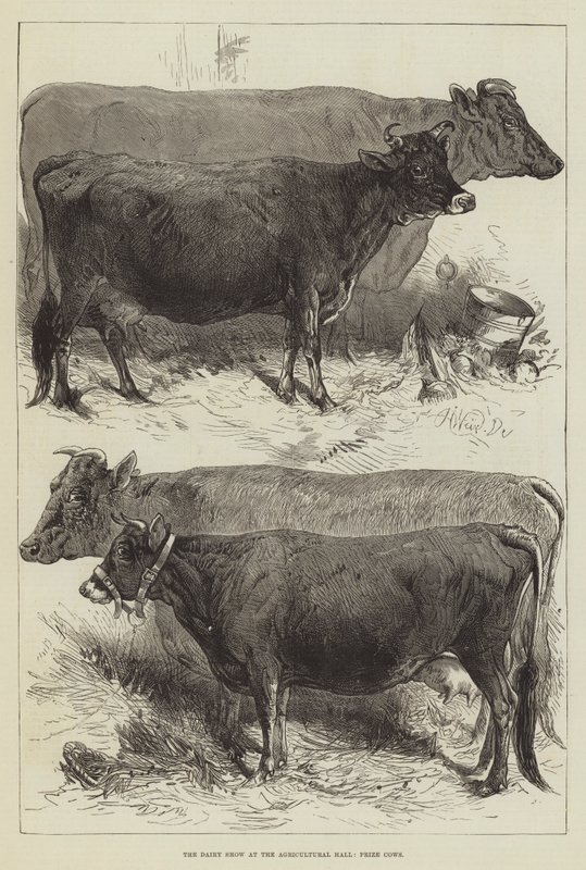 O Show de Laticínios no Agricultural Hall, Prize Cows de Harrison William Weir