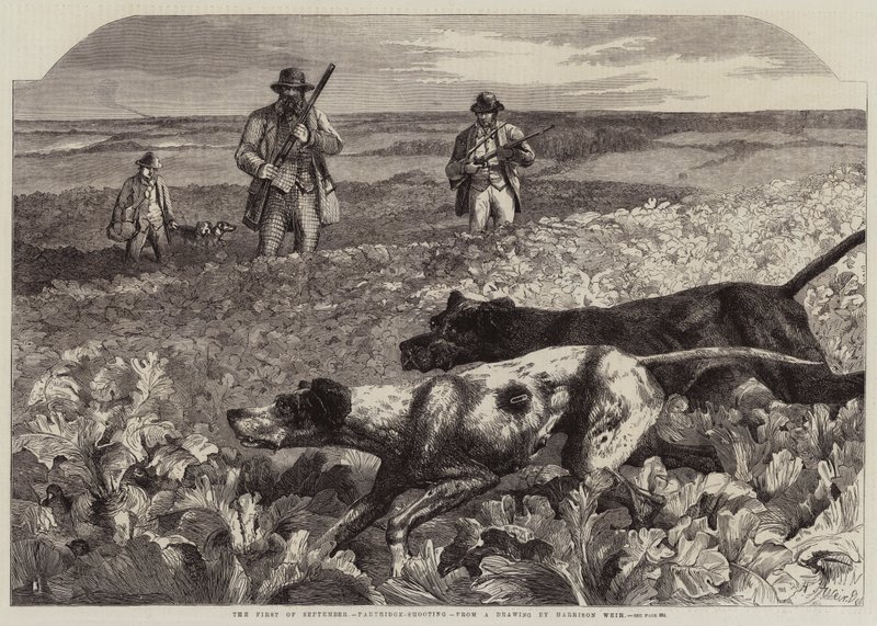 O Primeiro de Setembro, Partridge-Shooting (gravura) de Harrison William Weir