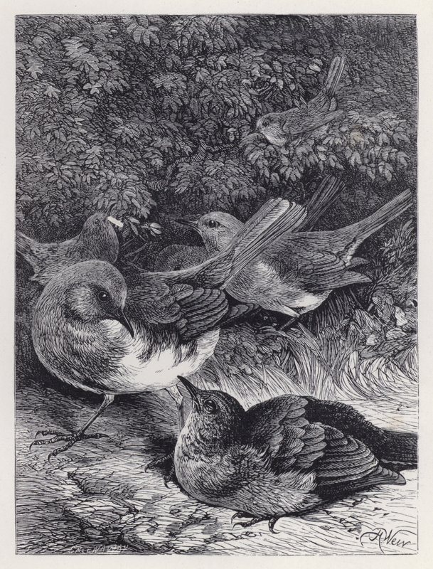 The Greedy Young Robin (gravura) de Harrison William Weir