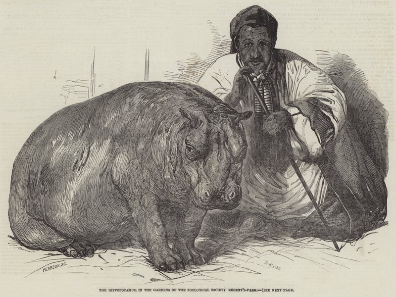 O Hipopótamo, nos Jardins da Sociedade Zoológica, Regent&39;s-Park de Harrison William Weir