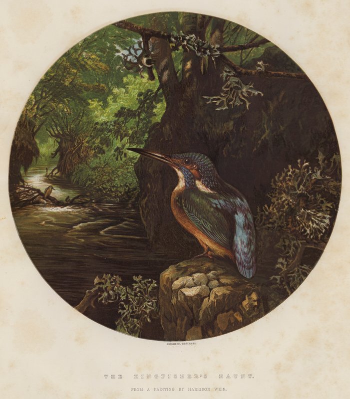 A assombração do martinho pescatore de Harrison William Weir