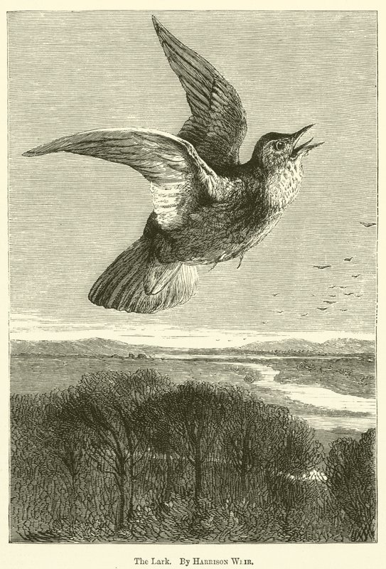 A cotovia de Harrison William Weir
