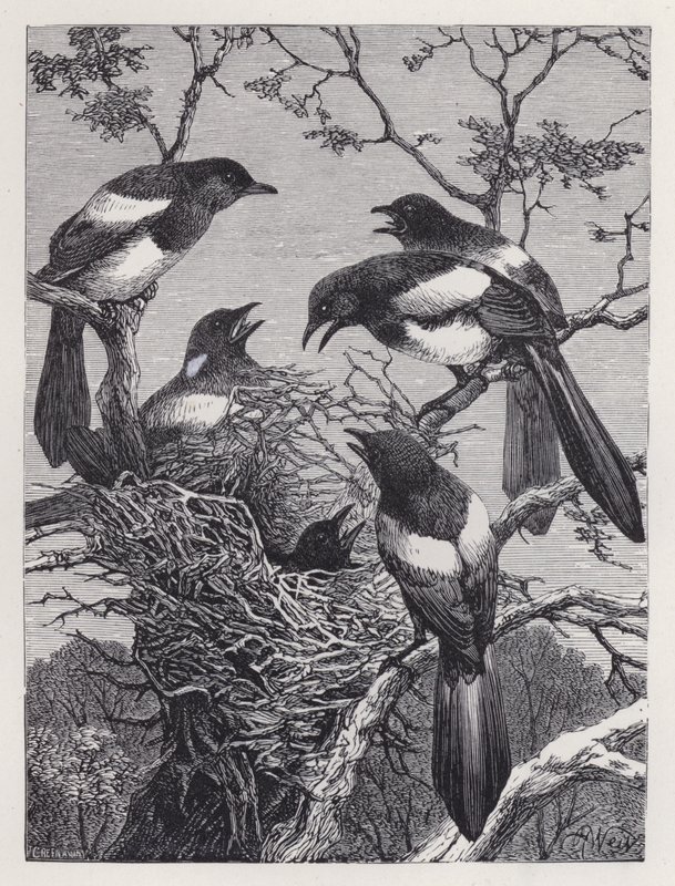 Os Magpies e o seu Ninho (gravura) de Harrison William Weir