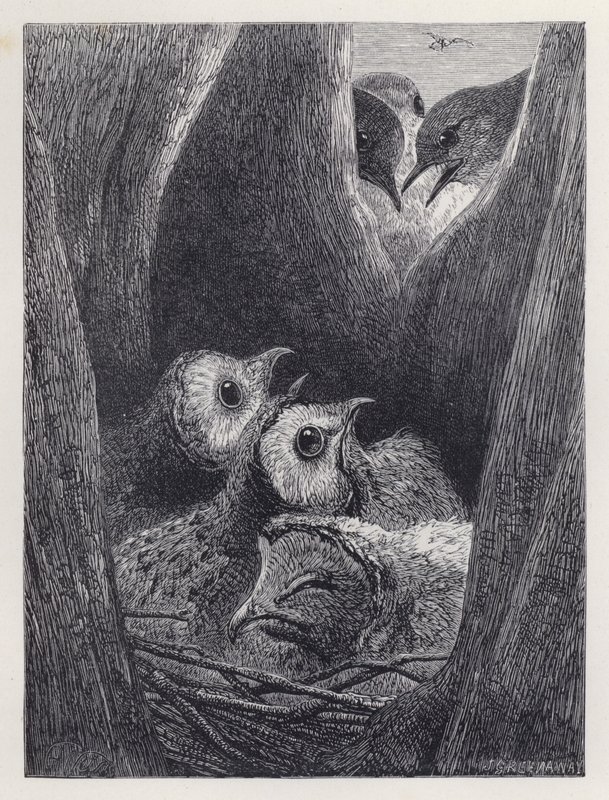O Ninho de Corujas Jovens (gravura) de Harrison William Weir
