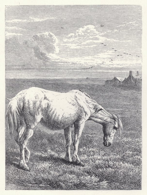 O Cavalo Velho (gravura) de Harrison William Weir