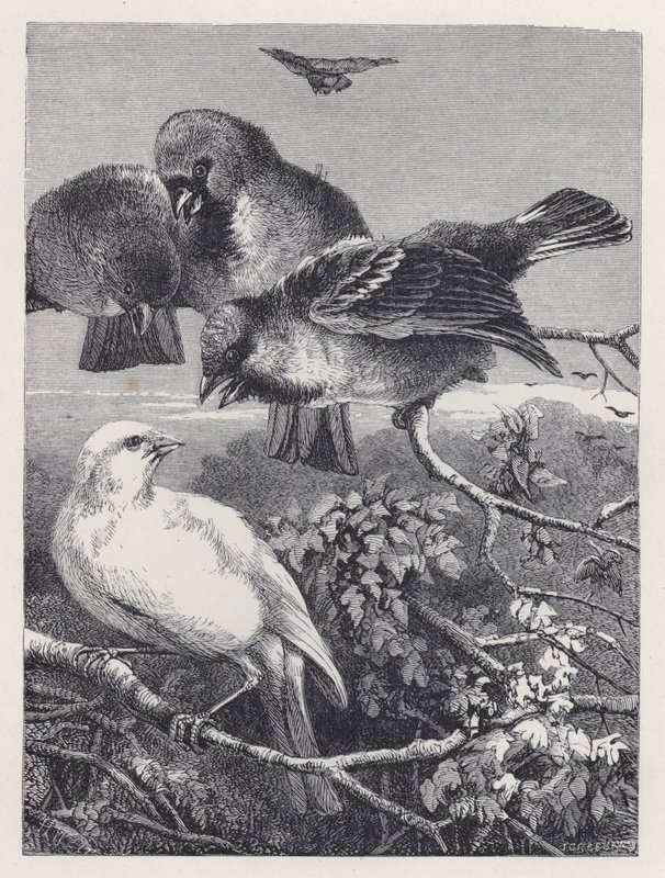 A Canária Perseguida (gravura) de Harrison William Weir