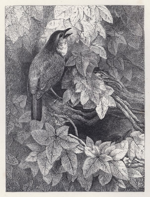 O Ninho dos Robins (gravura) de Harrison William Weir
