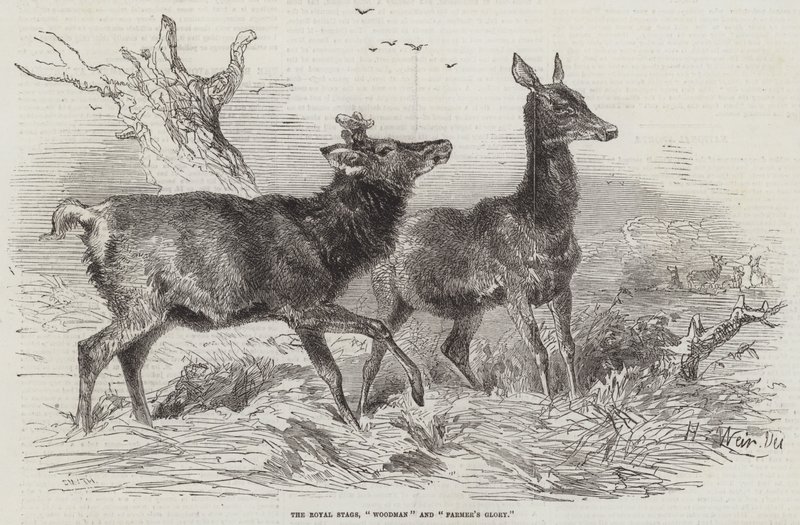 The Royal Stags, Woodman e Glória do Fazendeiro de Harrison William Weir