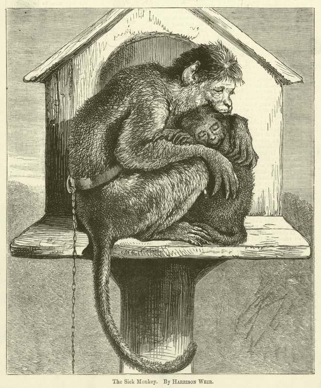 O macaco doente de Harrison William Weir