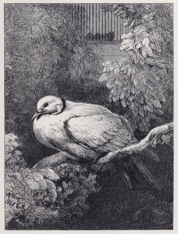 A Pomba Infeliz (gravura) de Harrison William Weir