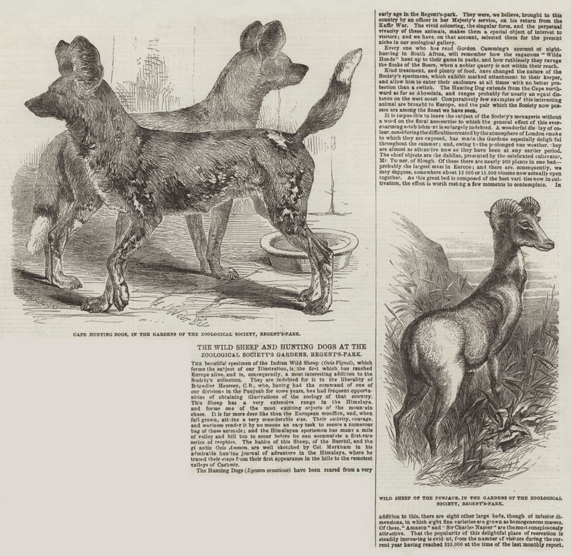 A ovelha selvagem e cães de caça nos jardins da Sociedade Zoológica, Regent&39;s-Park de Harrison William Weir