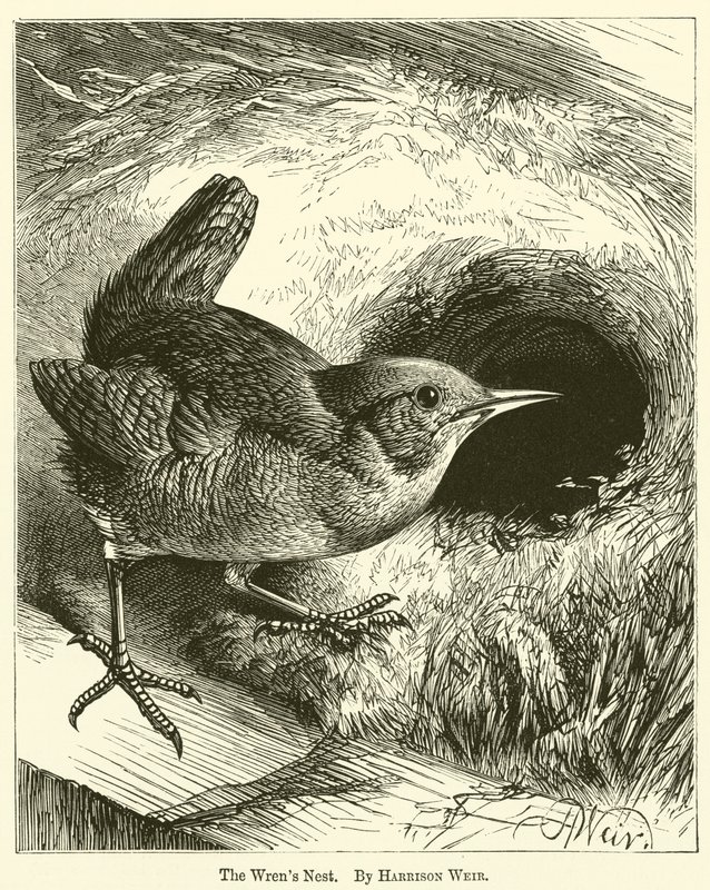 O ninho de Wrens de Harrison William Weir