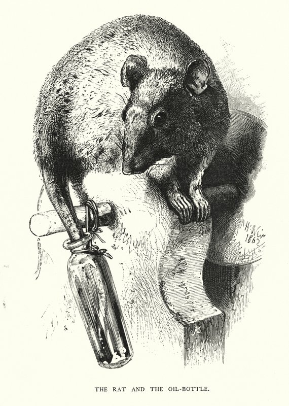 O rato e a garrafa de óleo (gravura) de Harrison William Weir