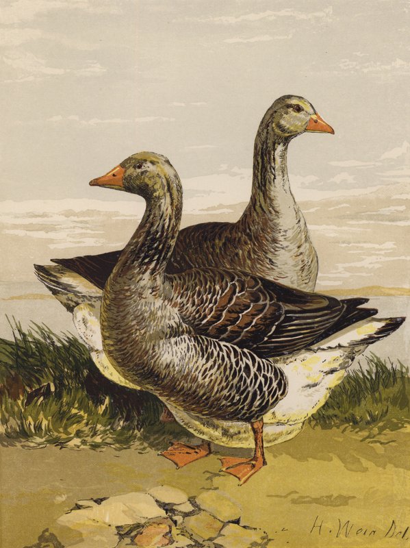 Gansos Toulouse (chromolitho) de Harrison William Weir