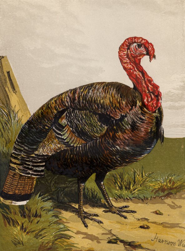 Turquia (chromolitho) de Harrison William Weir