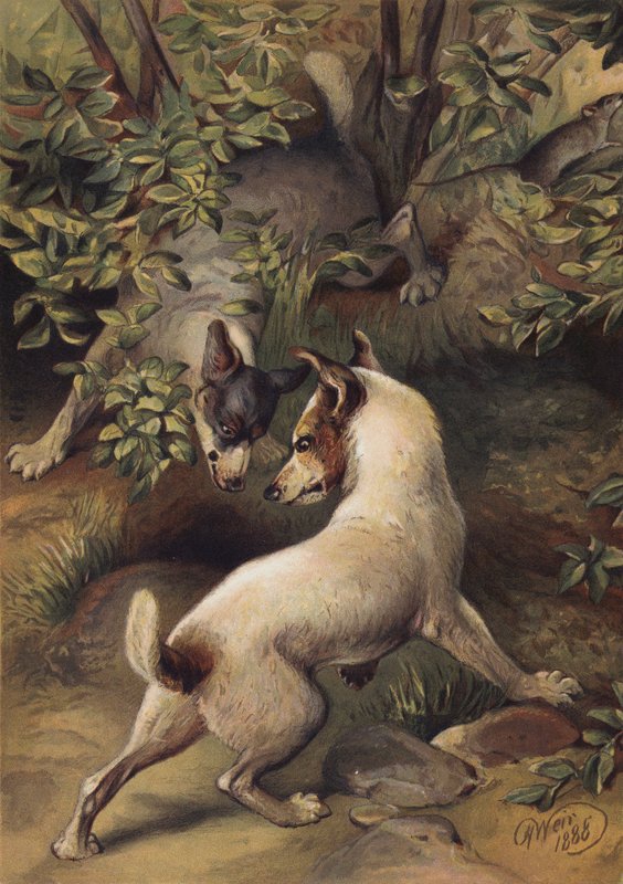 Dois cães tentando chegar a uma piscina de água para beber (chromolitho) de Harrison William Weir