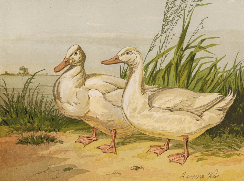 Patos Aylesbury brancos (chromolitho) de Harrison William Weir