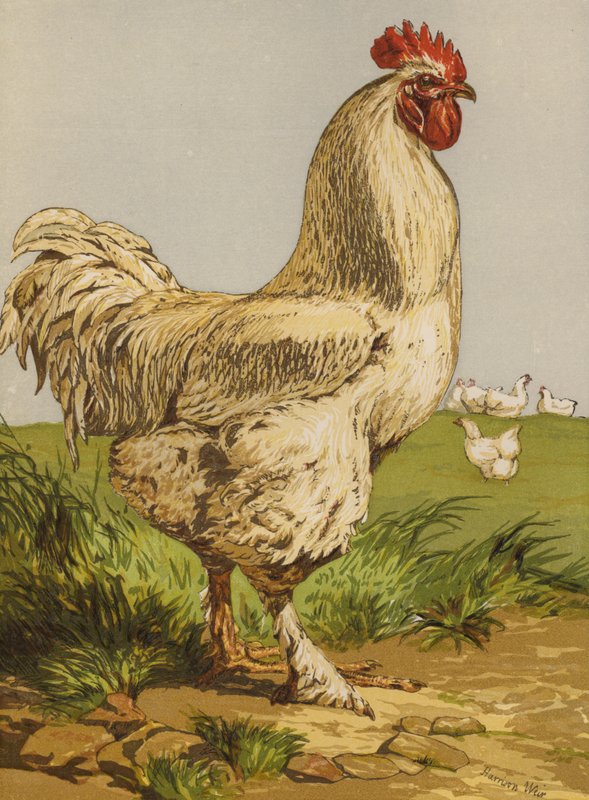 Galo Cochin Cock branco (chromolitho) de Harrison William Weir