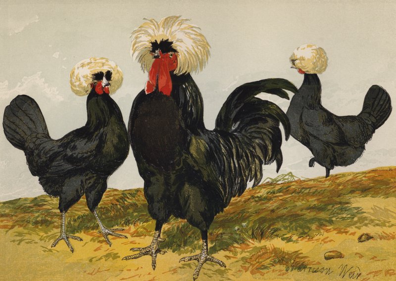 Polonês Preto Crested Branco (cromolitho) de Harrison William Weir