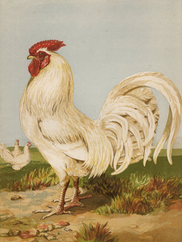 White Dorking (chromolitho) de Harrison William Weir