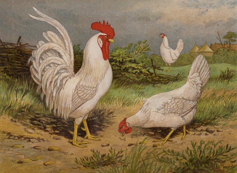 Leghorns brancos (chromolitho) de Harrison William Weir