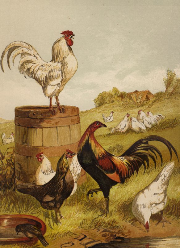 White e Game Bantams (chromolitho) de Harrison William Weir