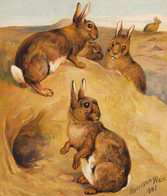 Coelhos bravos (litografia a cores) de Harrison William Weir