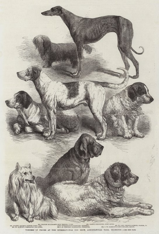 Vencedores de prêmios no International Dog Show, Salão Agrícola, Islington de Harrison William Weir